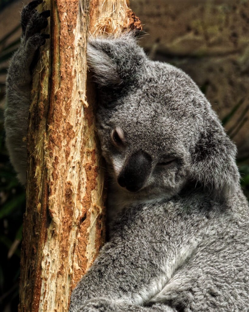 Koala du Queensland