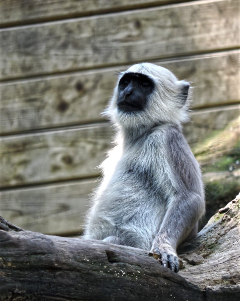 Le Langur Hanuman