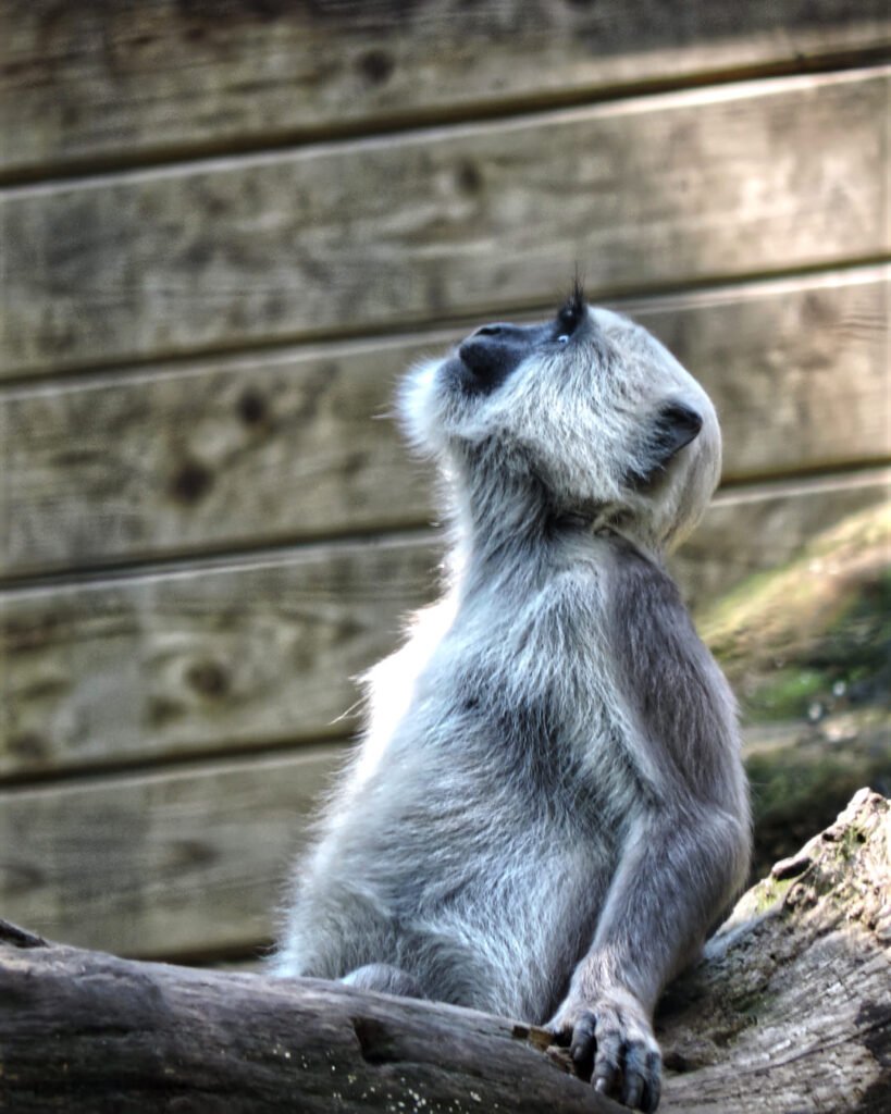 Le Langur Hanuman